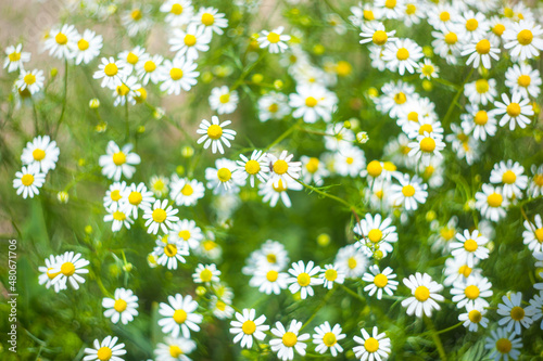 Herbs in nature. Fild of camomiles at sunny day at nature. Camomile daisy flowers. Chamomile flowers field wide background in sun light. Matricaria chamomilla. Flower texture. Top view