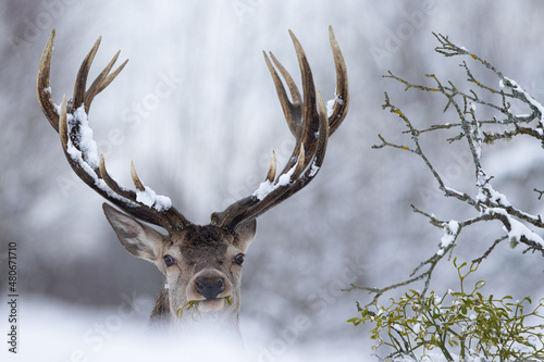 Fototapeta Naklejka Na Ścianę i Meble -  Jeleń szlachetny (Cervus elaphus) Red Deer Stag