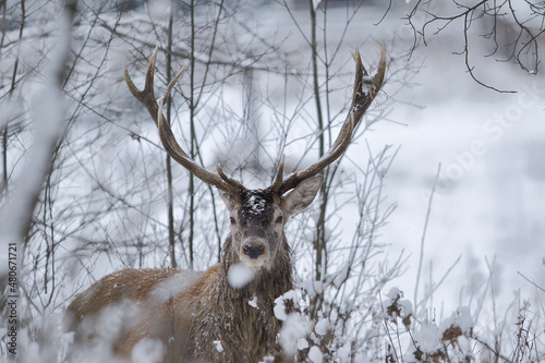 Fototapeta Naklejka Na Ścianę i Meble -  Jeleń szlachetny (Cervus elaphus) Red Deer Stag