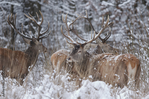 Fototapeta Naklejka Na Ścianę i Meble -  Jeleń szlachetny (Cervus elaphus) Red Deer Stag