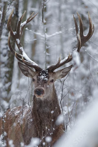 Fototapeta na wymiar Jeleń szlachetny (Cervus elaphus) Red Deer Stag