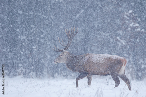 Fototapeta Naklejka Na Ścianę i Meble -  Jeleń szlachetny (Cervus elaphus) Red Deer Stag