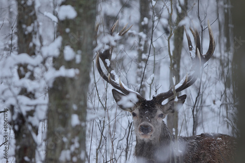 Fototapeta Naklejka Na Ścianę i Meble -  Jeleń szlachetny (Cervus elaphus) Red Deer Stag