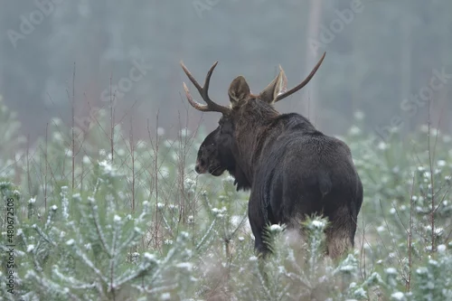 Obraz Łoś euroazjatycki (Alces alces ) Moose