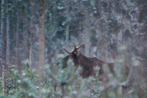Fototapeta Naklejka Na Ścianę i Meble -  Łoś euroazjatycki (Alces alces ) Moose