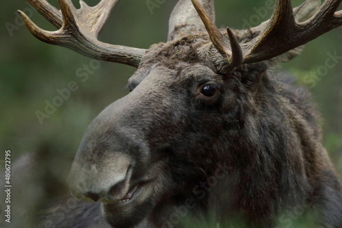 Fototapeta Naklejka Na Ścianę i Meble -  Łoś euroazjatycki (Alces alces ) Moose