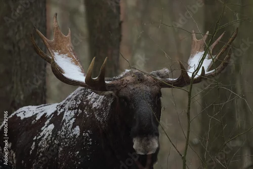 Obraz Łoś euroazjatycki (Alces alces ) Moose