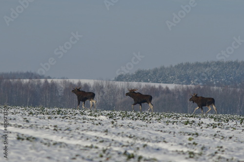 Łoś euroazjatycki (Alces alces ) Moose