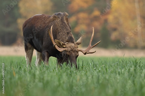 Łoś euroazjatycki (Alces alces ) Moose © Patryk