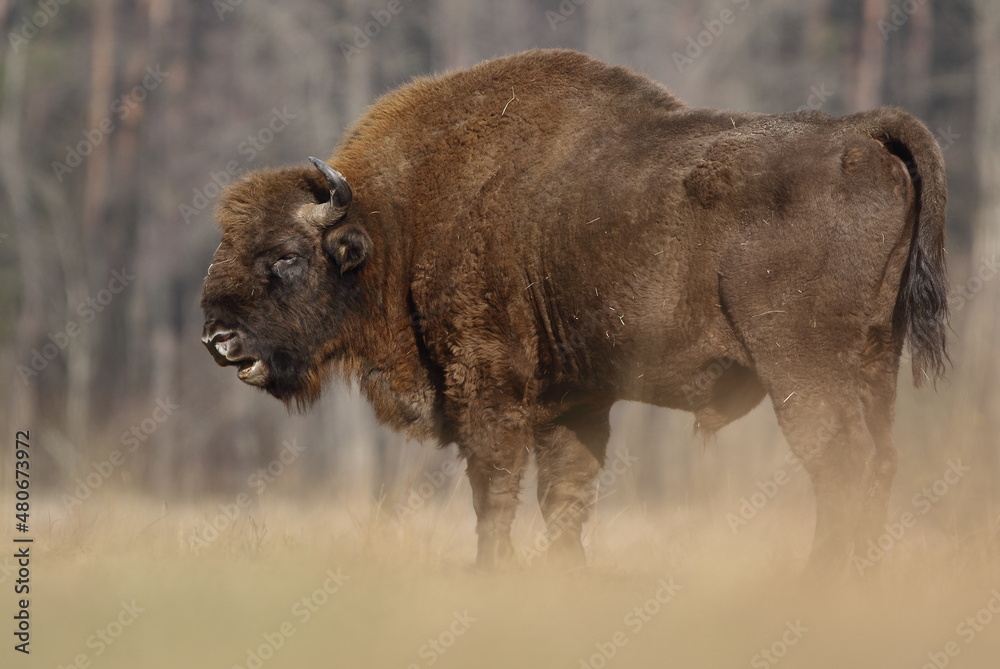 Żubr europejski (European Bison) Bison Bonasus - obrazy, fototapety, plakaty 
