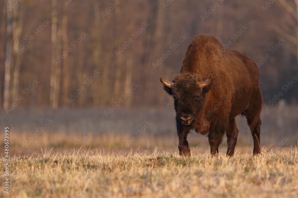 Żubr europejski (European Bison) Bison Bonasus Żubr europejski (European Bison) Bison Bonasus