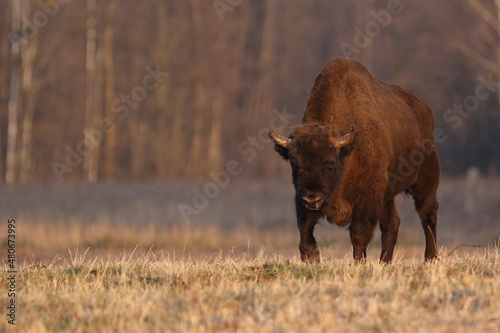 Żubr europejski (European Bison) Bison Bonasus