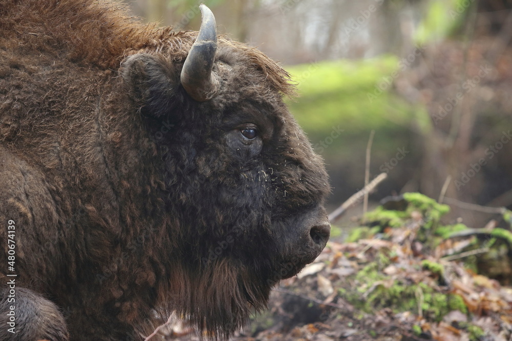 Obraz na płótnie Żubr europejski (European Bison) Bison Bonasus w salonie