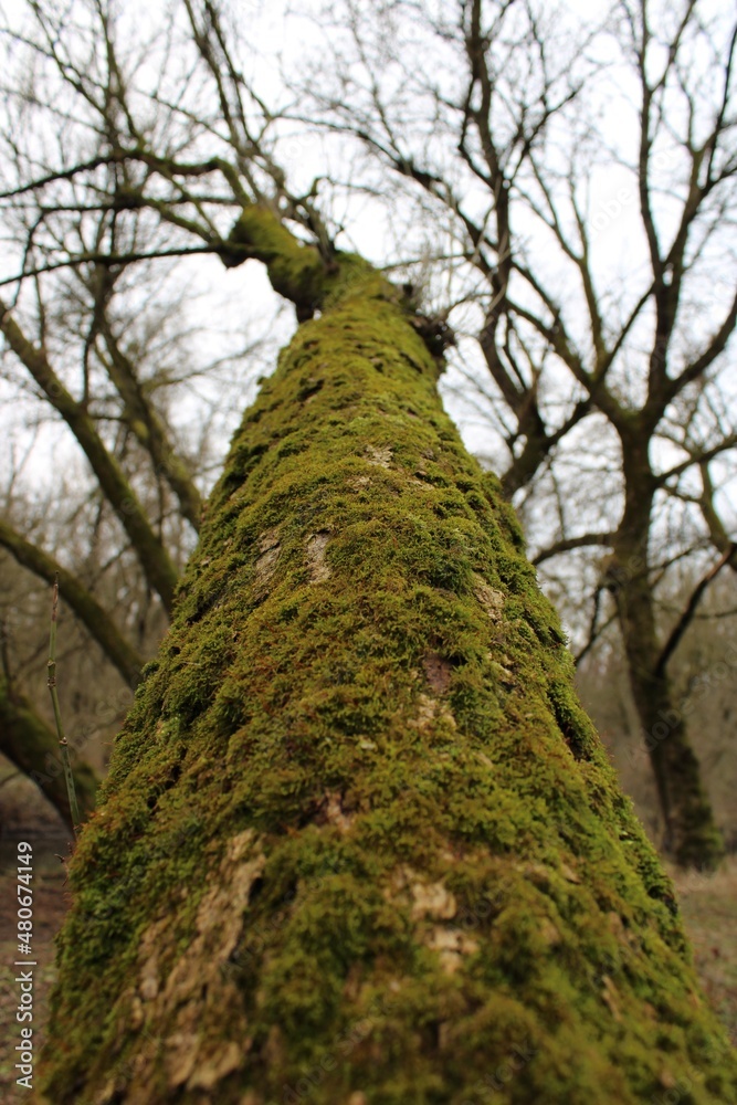 Fototapeta premium tree in the forest