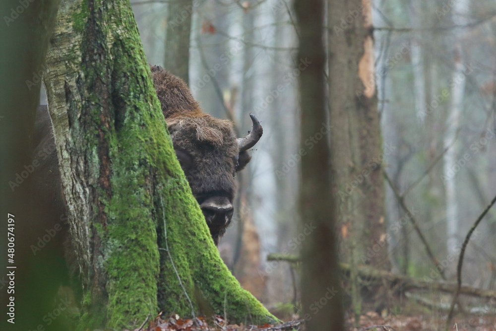 Żubr europejski (European Bison) Bison Bonasus Żubr europejski (European Bison) Bison Bonasus