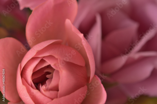 バラの花（ピンク）