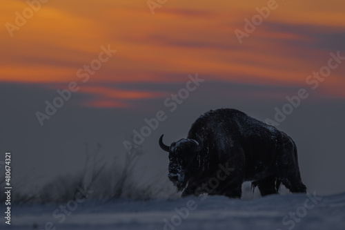 Żubr europejski (European Bison) Bison Bonasus