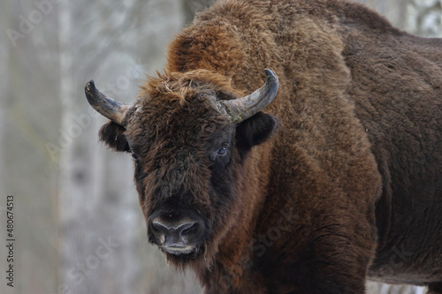 Żubr europejski (European Bison) Bison Bonasus © Patryk