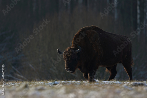 Żubr europejski (European Bison) Bison Bonasus © Patryk