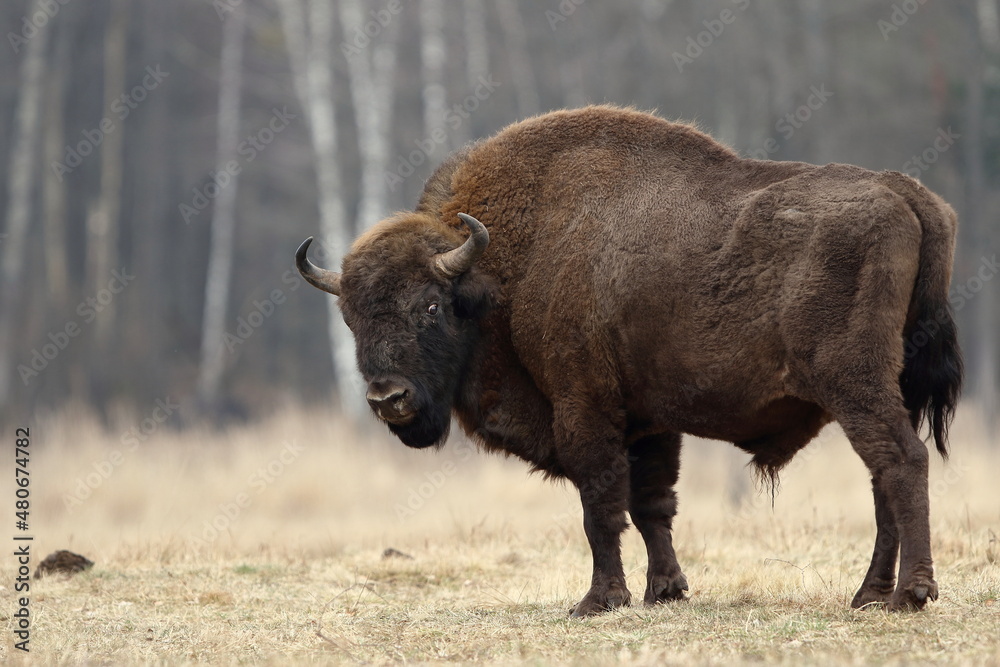 Żubr europejski (European Bison) Bison Bonasus - obrazy, fototapety, plakaty 