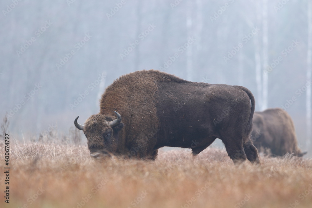 Żubr europejski (European Bison) Bison Bonasus Żubr europejski (European Bison) Bison Bonasus