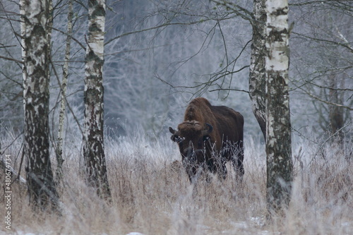 Żubr europejski (European Bison) Bison Bonasus