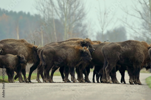 Żubr europejski (European Bison) Bison Bonasus