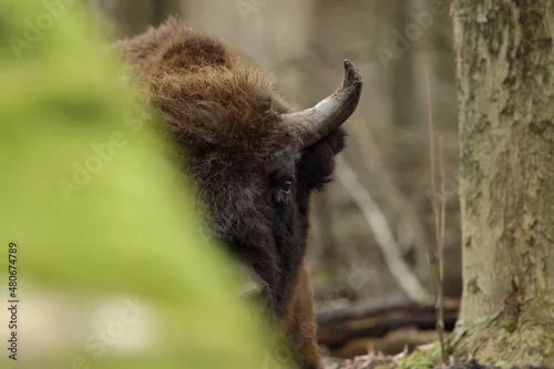 Fototapeta samoprzylepna Żubr europejski (European Bison) Bison Bonasus