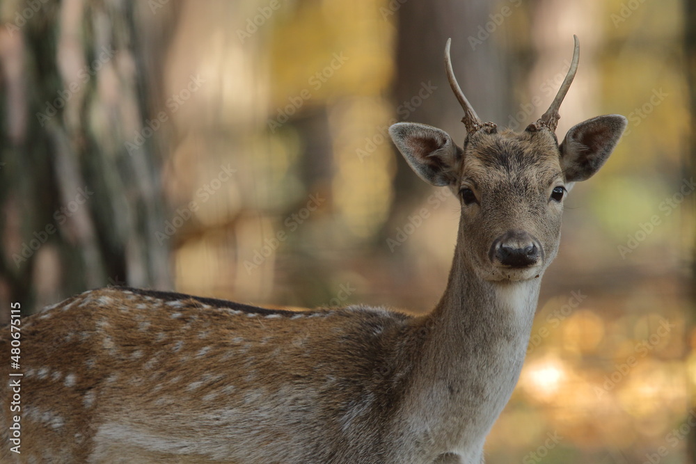 Fototapeta premium Daniel zwyczajny (Dama dama) 