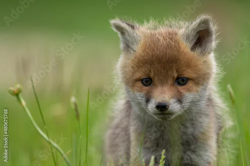 Fototapeta Lis zwyczajny (red fox) Fox
