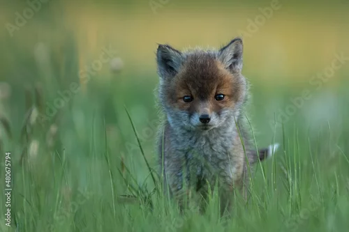 Fototapeta Lis zwyczajny (red fox) Fox