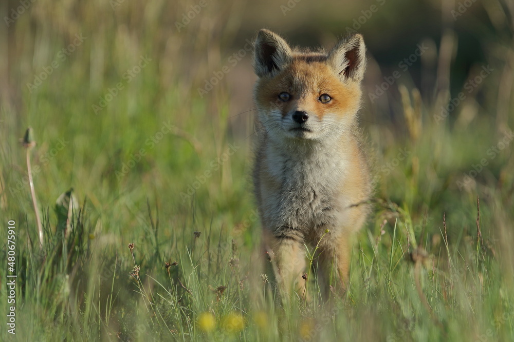 Lis zwyczajny (red fox) Fox Lis zwyczajny (red fox) Fox