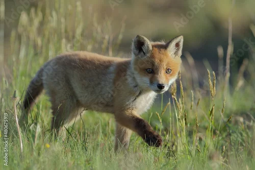 Fototapeta Lis zwyczajny (red fox) Fox