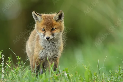 Fototapeta samoprzylepna Lis zwyczajny (red fox) Fox