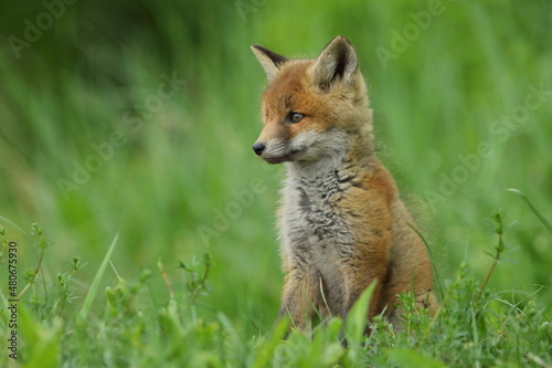 Lis zwyczajny (red fox) Fox © Patryk
