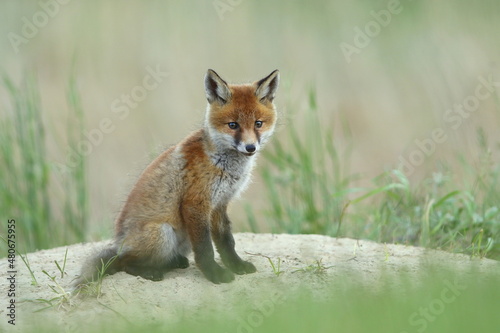 Lis zwyczajny (red fox) Fox © Patryk