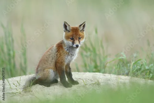 Obraz Lis zwyczajny (red fox) Fox