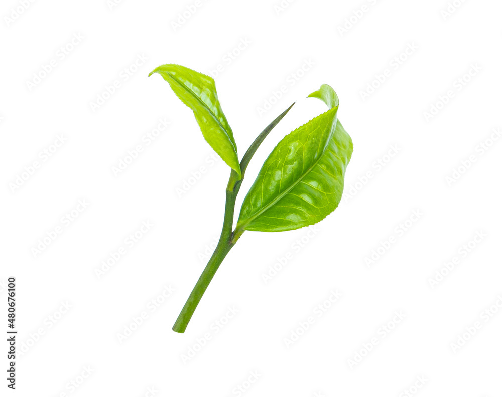 dried tea leaves isolated on white background dried tea leaves isolated on white background