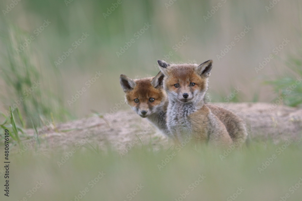 Lis zwyczajny (red fox) Fox Lis zwyczajny (red fox) Fox