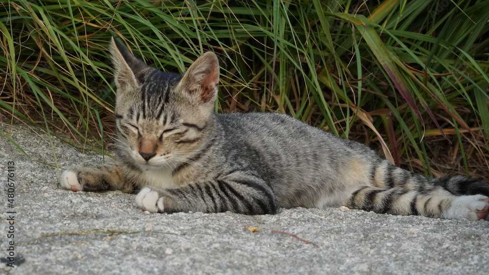 cat in the garden