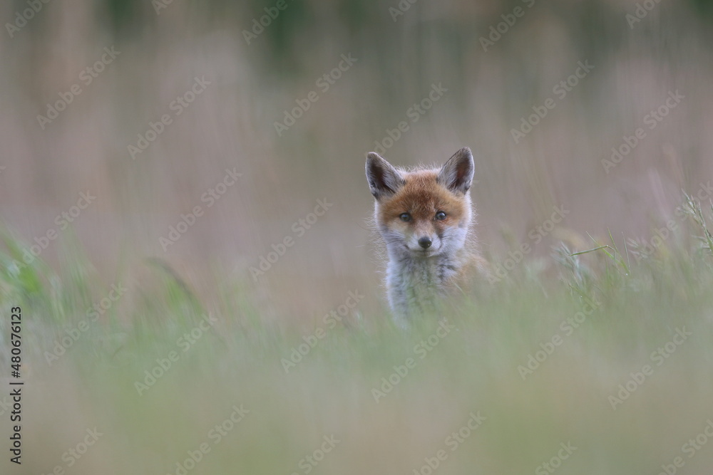 Lis zwyczajny (red fox) Fox Lis zwyczajny (red fox) Fox