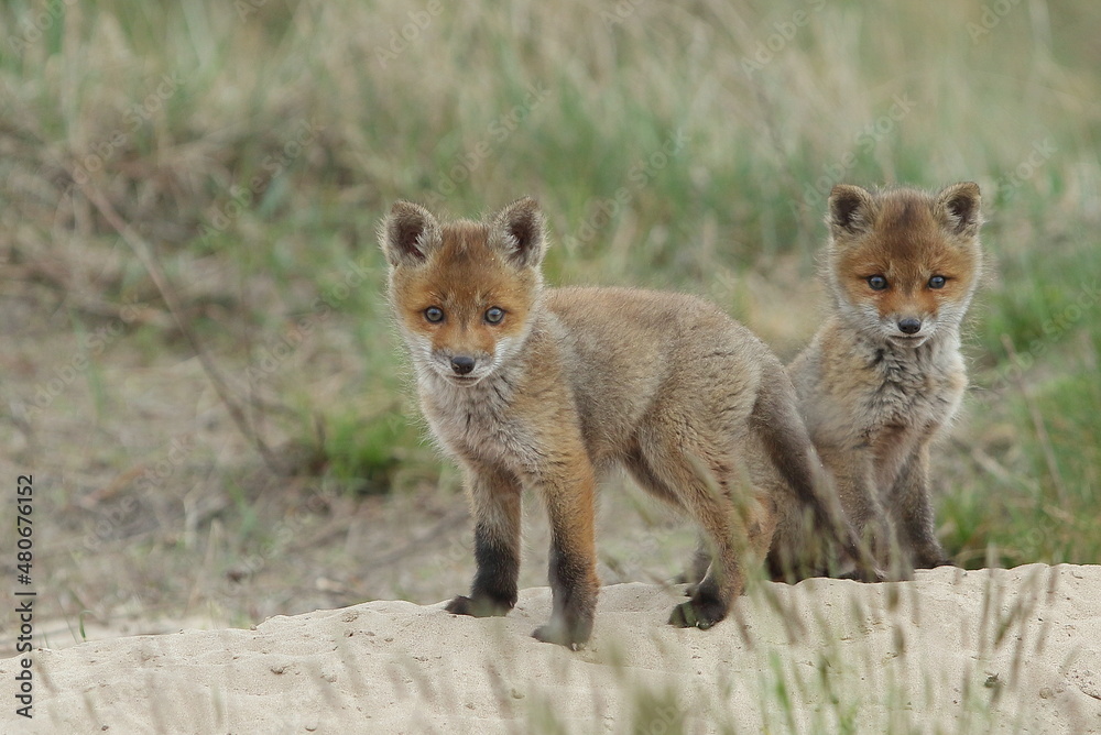 Fototapeta premium Lis zwyczajny (red fox) Fox