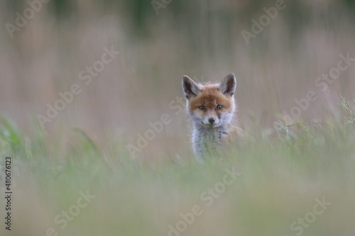 Lis zwyczajny  red fox  Fox