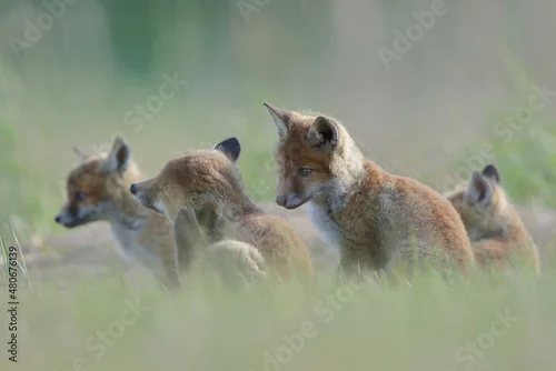 Fototapeta Lis zwyczajny (red fox) Fox