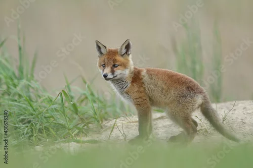 Fototapeta Lis zwyczajny (red fox) Fox