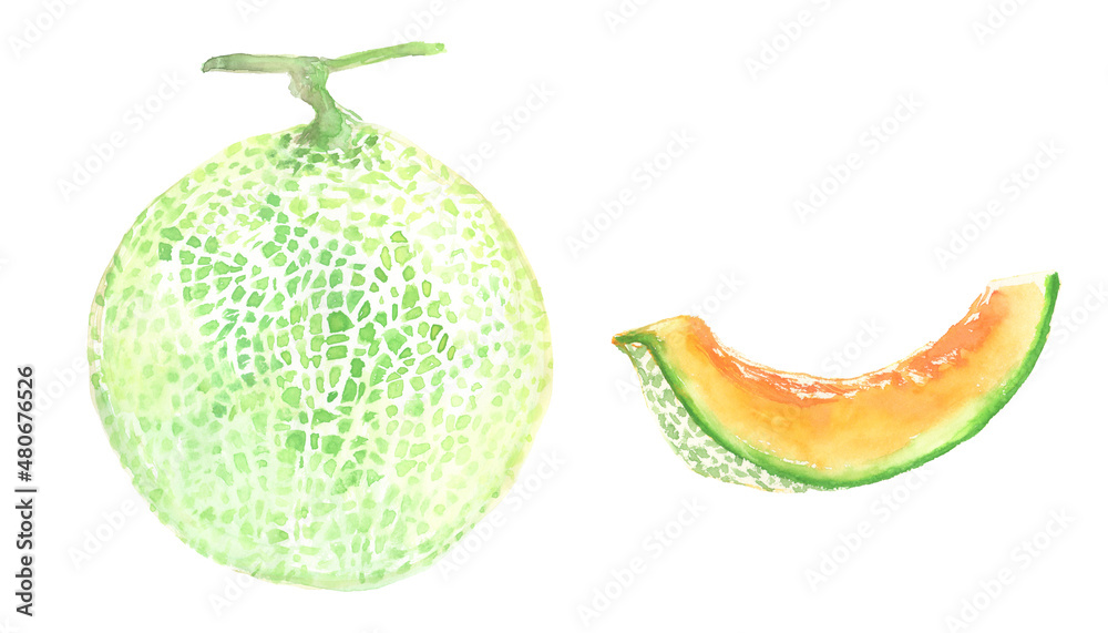 水彩で描いたメロンのイラスト Stock Illustration Adobe Stock