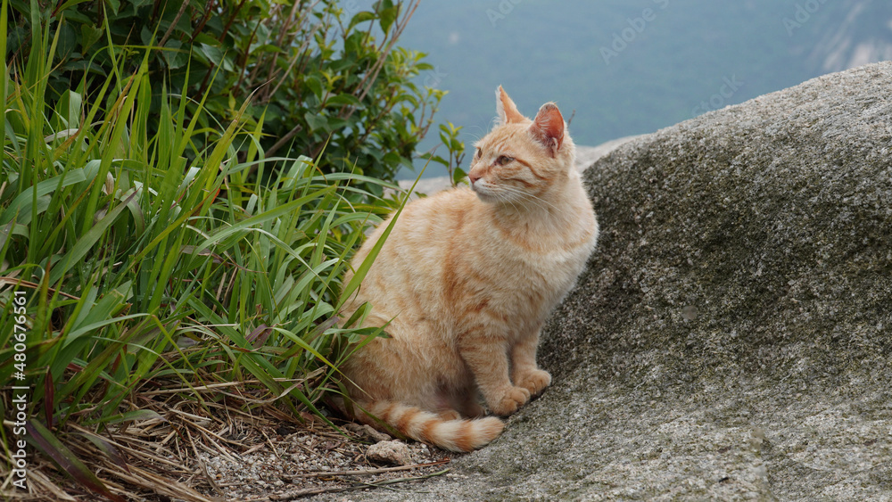Fototapeta premium cat on the grass