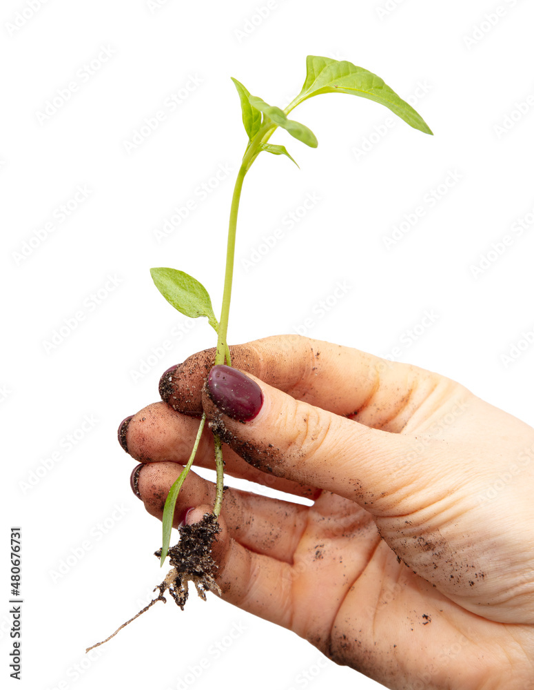 Small pepper sapling in hand on a white background. Small pepper sapling in hand on a white background.