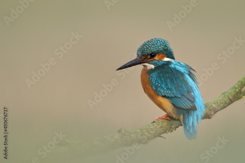 Zimorodek zwyczajny (Albedo atthis) Kingfisher