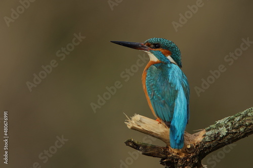 Zimorodek zwyczajny (Albedo atthis) Kingfisher